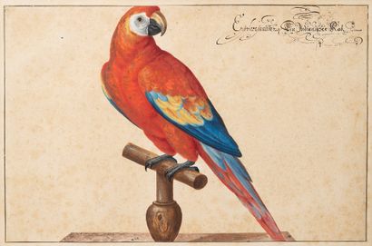 Johann Jakob WALTHER (Strasbourg 1604-1676) 
Macao's Aria on its wooden perch.



Watercolor...