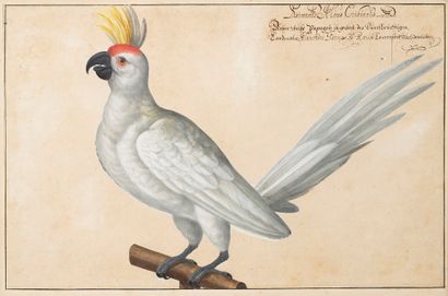 Johann Jakob WALTHER (Strasbourg 1604-1676) White parrot called Cardinal Farnese's...