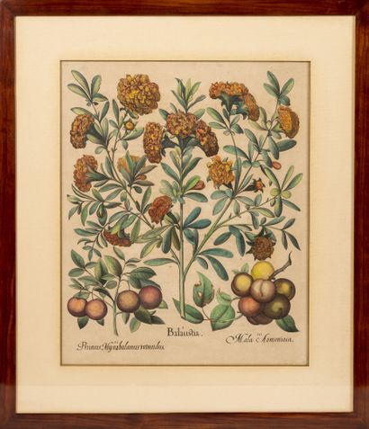 D'après Basil BESLER (1561-1629) Two botanical plates : 

- Alcea Syriaca 

- Balaustia.

Colored...