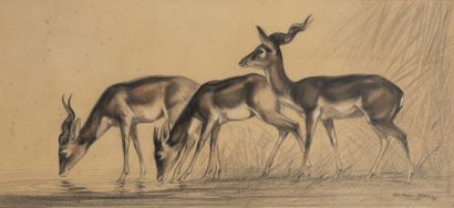 Jean DURAND OU DURAN JEAN (1894-1977) Antilopes s'abreuvant, 1956.
Dessin au fusain...