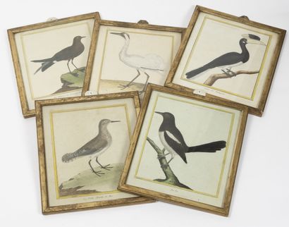 D'après François Nicolas MARTINET (1725/31-1804) Natural history of birds. 
Suite...