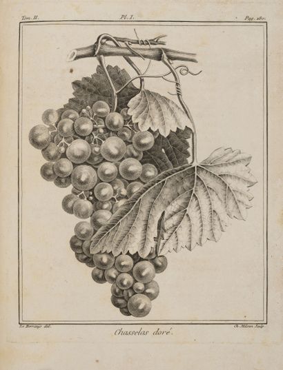 DUHAMEL DU MONCEAU (Henri-Louis) Traité des arbres fruitiers, contenant leur figure,...