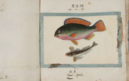 POISSONS CHINOIS S.l. S.d. (vers 1900), 2 vol. in-fol. oblong, demi-rel. chag. prune...