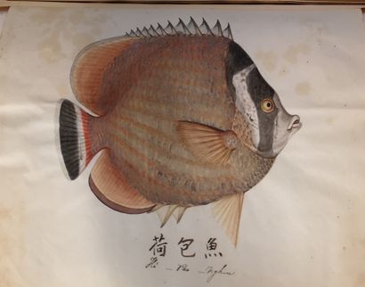 POISSONS CHINOIS S.l. S.d. (vers 1900), 2 vol. in-fol. oblong, demi-rel. chag. prune...