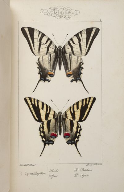 LUCAS (P.H.) Histoire naturelle des lépidoptères d'Europe, attaché au Muséum d'histoire...