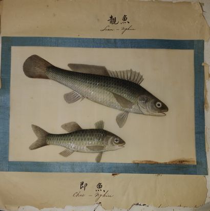 POISSONS CHINOIS S.l. S.d. (vers 1900), 2 vol. in-fol. oblong, demi-rel. chag. prune...