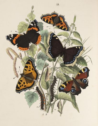 SAND (Maurice) Le monde des papillons. Promenade à travers champs.
Paris, Rothschild,...