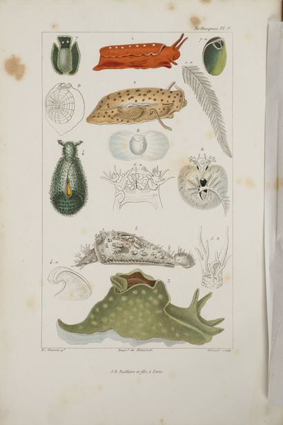 CUVIER. Les mollusques.
Paris, Baillière, 1868, in-8, cart. papier impr. (déboîté).
Avec...