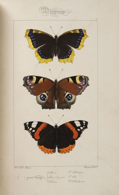 LUCAS (P.H.) Histoire naturelle des lépidoptères d'Europe, attaché au Muséum d'histoire...