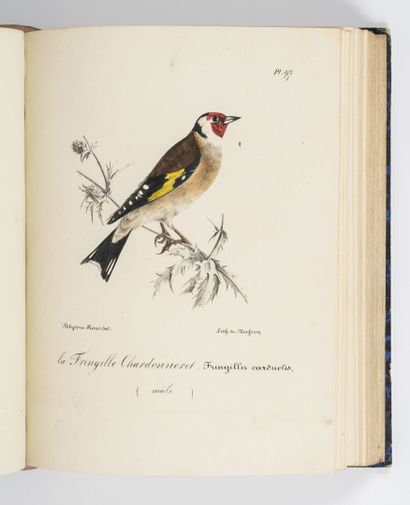 ROUX (Polydore) Ornithologie provençale ou description avec figures coloriées de...