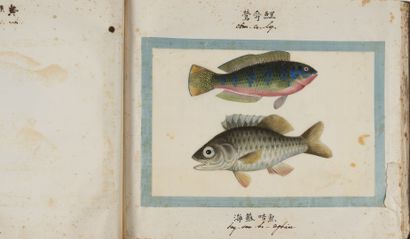 POISSONS CHINOIS S.l. S.d. (vers 1900), 2 vol. in-fol. oblong, demi-rel. chag. prune...