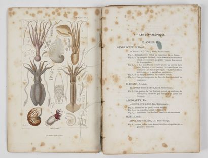CUVIER. Les mollusques.
Paris, Baillière, 1868, in-8, cart. papier impr. (déboîté).
Avec...
