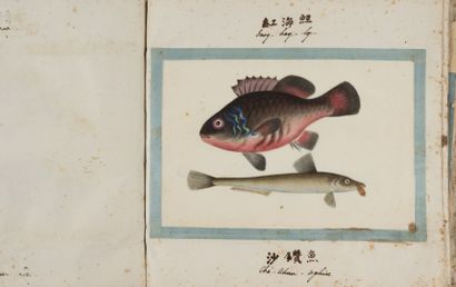 POISSONS CHINOIS S.l. S.d. (vers 1900), 2 vol. in-fol. oblong, demi-rel. chag. prune...