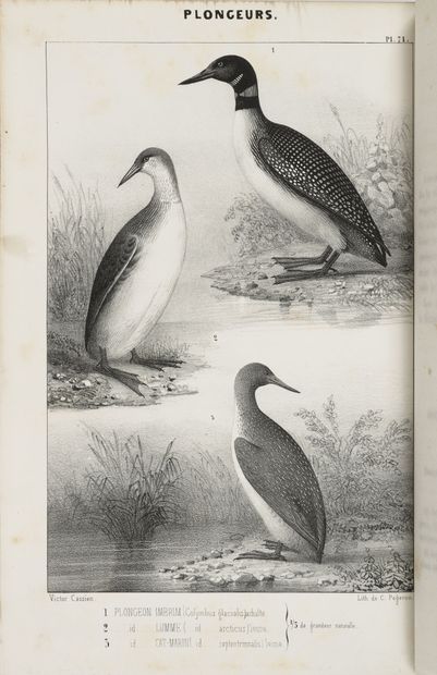 BOUTEILLE Ornithologie du Dauphiné ou description des oiseaux observés dans les départements...