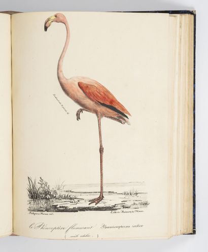 ROUX (Polydore) Ornithologie provençale ou description avec figures coloriées de...