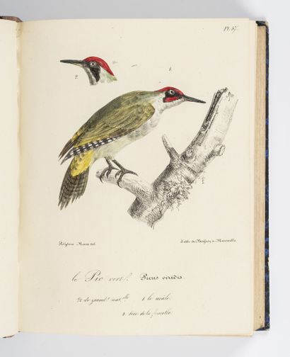 ROUX (Polydore) Ornithologie provençale ou description avec figures coloriées de...