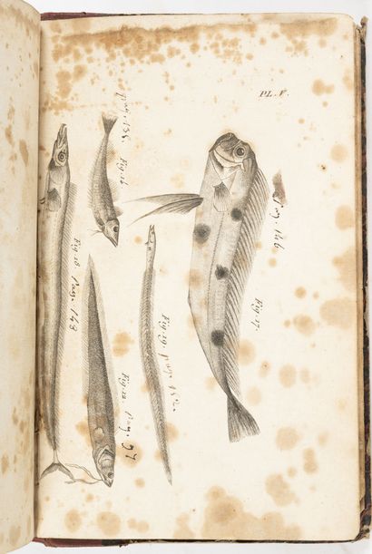 RISSO (Antoine) Ichtyologie de Nice ou histoire naturelle des poissons.
Paris, Schoell,...