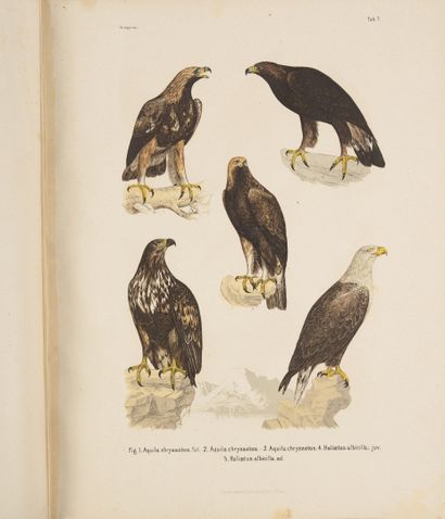 FRITSCH (Dr.) Vögel Europa's.
Prag, 1871, in-fol. demi-rel. bas. fauve, dos lisse,...