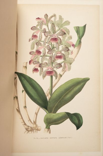 PUYDT (E.de) Les orchidées. Histoire iconographie.
Paris, Rothshild,1880, in-8, demi-rel....
