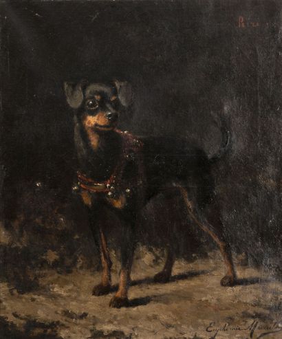 Euphrémie MURATON (1836-1914) Riri. Pinscher.
Huile sur toile.
Signée en bas à droite...