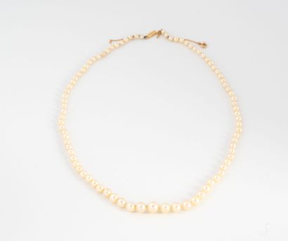 null Collier de perles de culture blanche en chute. 
Fermoir cliquet or jaune (750)...