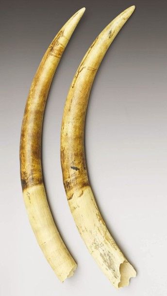Deux défenses brutes d’éléphant d’Afrique. Poids : 11,8 kg - 11,4 kg. Long. intérieure...