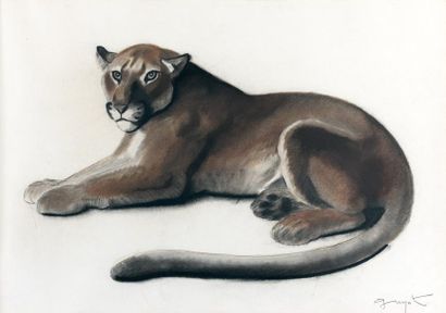 Georges Lucien GUYOT (1885-1973) Puma couché. Fusain et pastel sur papier, signé...