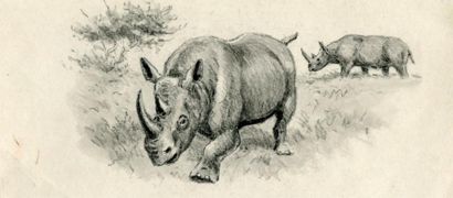 OBERTHÜR (Joseph) Rhinocéros noir d'Afrique. Pierre noire originale; 21,5 x 9,5 cm....