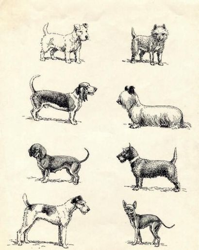 OBERTHÜR (Joseph) Différentes races de chiens. Dessins originaux à l'encre sur une...