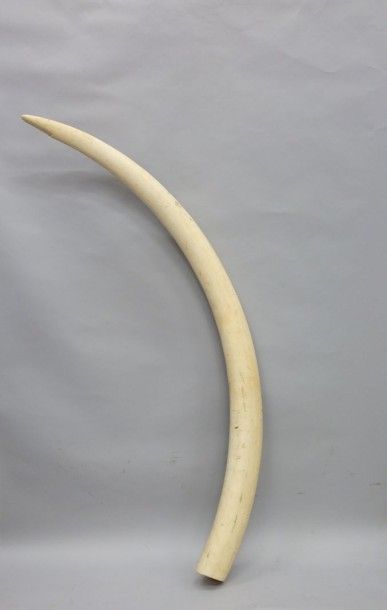 null Défense polie d'éléphant d'Afrique (Pré-Convention avant 1961): Poids: 18 kg...