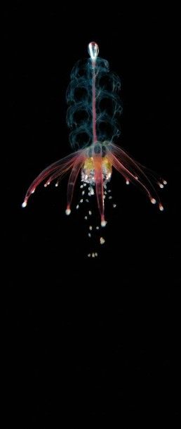 Steven Haddock / MBARI 2003 (scientifique) Physophora hydrostatica - Physophore vahiné

Tirage...