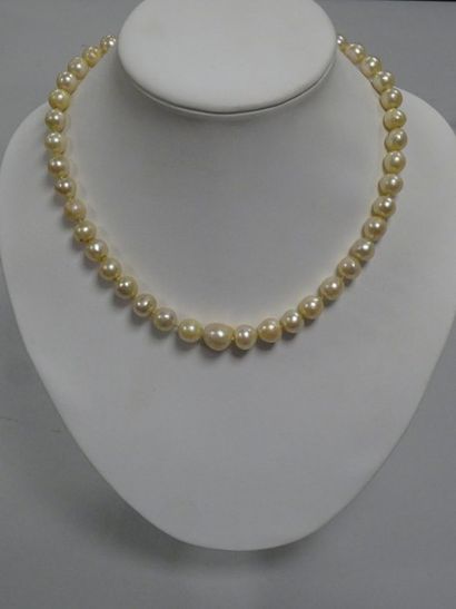 null Collier de perles de culture, fermoir en or jaune (750).

Poids brut : 49 g...