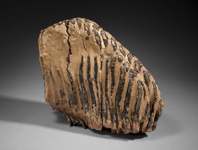 null Dent de mammouth fossilisée.
21 x 24 x 11,5 cm.
Eclats. Risques de déliteme...