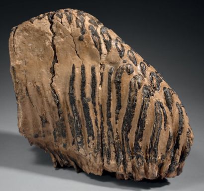 Molaire de mammouth fossilisée.
21 x 24 x...