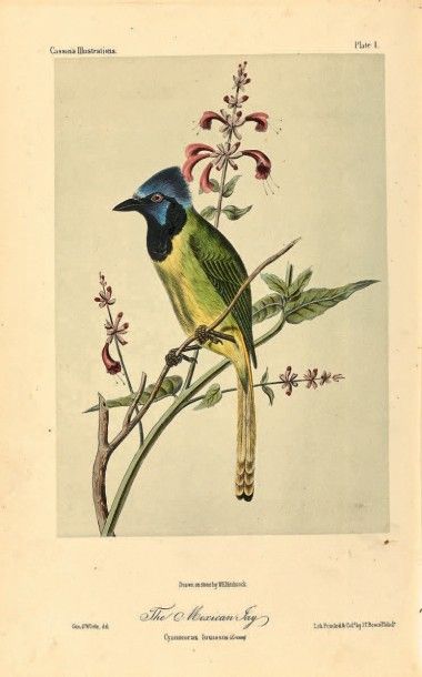 GOSSE (Ph.-H.) 
The Birds of Jamaica. Londres, J. Van Voorst, 1847; in-12 perc. verte...