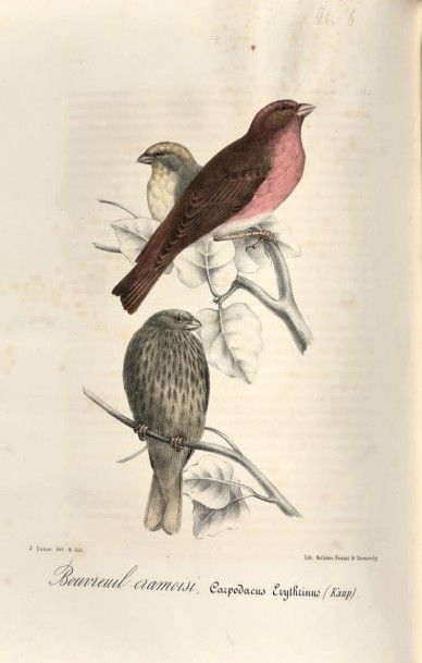 JAUBERT (J.-B.) - BARTHELEMY LAPOMMERAYE. 
Richesses ornithologiques du Midi de la...