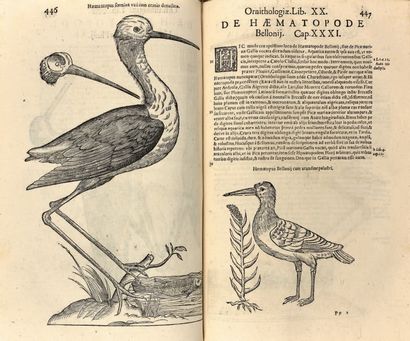ALDROVANDI (Ulisse) 
Ornithologiae, hoc est de Avibus Historia Libri XII.
Bologne,...