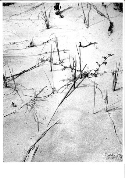 Georges JONIAUX (1932-1987) 

Camargue inconnue, Sable avec plantes.

Tirage photographique...
