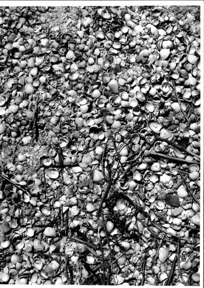 Georges JONIAUX (1932-1987) 

Coquillages, algues, terre craquelée et sable craquelé.

Quatre...