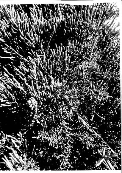 Georges JONIAUX (1932-1987) 

Coquillages, algues, terre craquelée et sable craquelé.

Quatre...