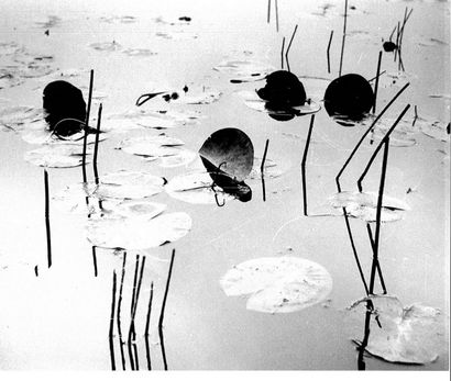 Georges JONIAUX (1932-1987) 

Camargue inconnue et "Nénuphars".

Deux tirages photographiques...