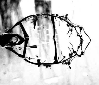 Georges JONIAUX (1932-1987) 

"Reflets de roseaux".

Tirage photographique en noir...