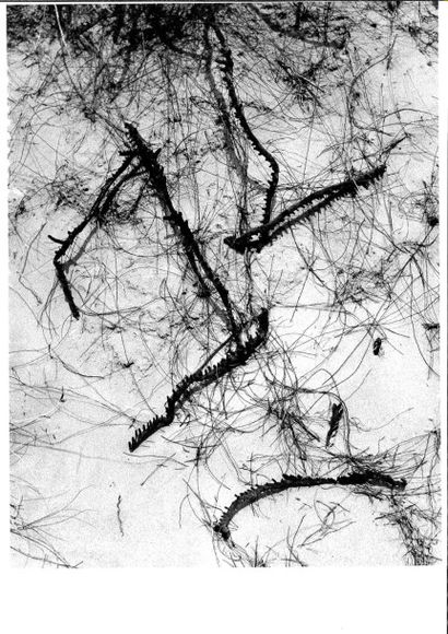 Georges JONIAUX (1932-1987) 

Deux tirages photographiques en noir et blanc.

- Forme...