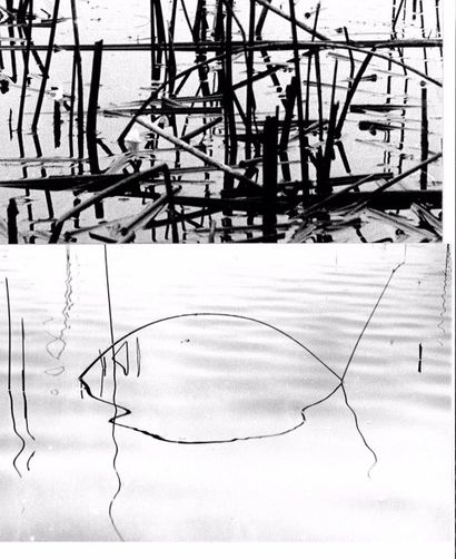Georges JONIAUX (1932-1987) 

"Reflets de roseaux".

Quatre tirages photographiques...