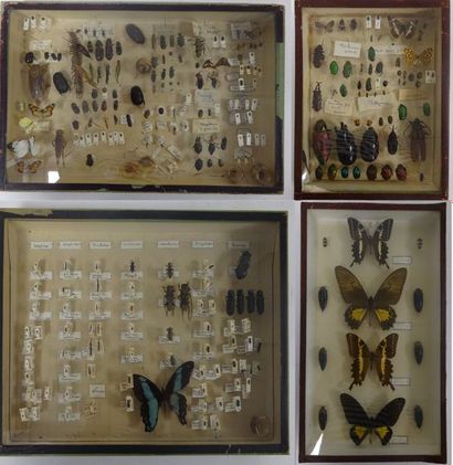 null Quatre cadres vitrines contenant des scarabées, papillons et insectes divers...