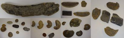 null Quatre fossiles de poissons.

Long. : 16 cm - 26,5 cm - 27,5 cm - 52 cm.

Accidents...