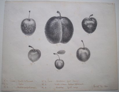 TOULET Première Moitié du XIXe siècle Ensemble de quatre études de fruits: Fraise...