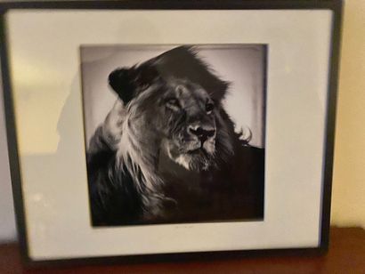 null 
*Two framed photographs: lion and giraffe.
