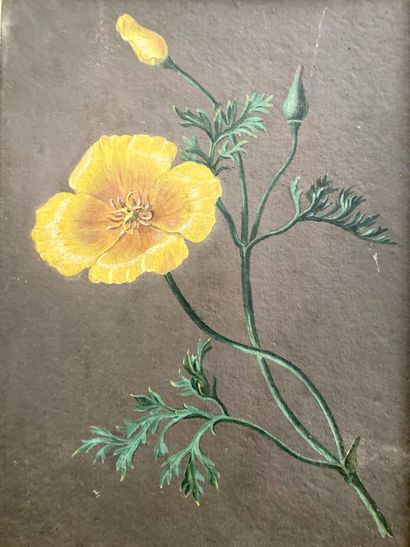 École française du XIXe siècle. Anemones.
Oil on paper pasted on cardboard.
H. 25...