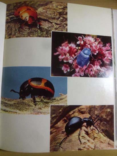 null Le monde des insectes
Paul Pesson, Horizons de France, 206 pages, 1958